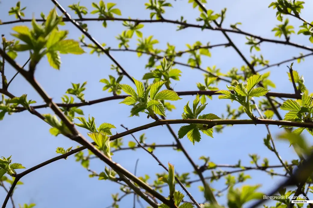 11.05.2022. Телушский сельский Совет. Евгений Михайлович и Валентина Александровна Демковы растят сад в деревне Телуша