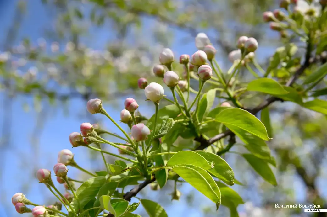 11.05.2022. Телушский сельский Совет. Евгений Михайлович и Валентина Александровна Демковы растят сад в деревне Телуша