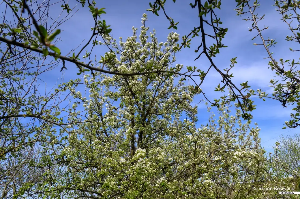 11.05.2022. Телушский сельский Совет. Евгений Михайлович и Валентина Александровна Демковы растят сад в деревне Телуша
