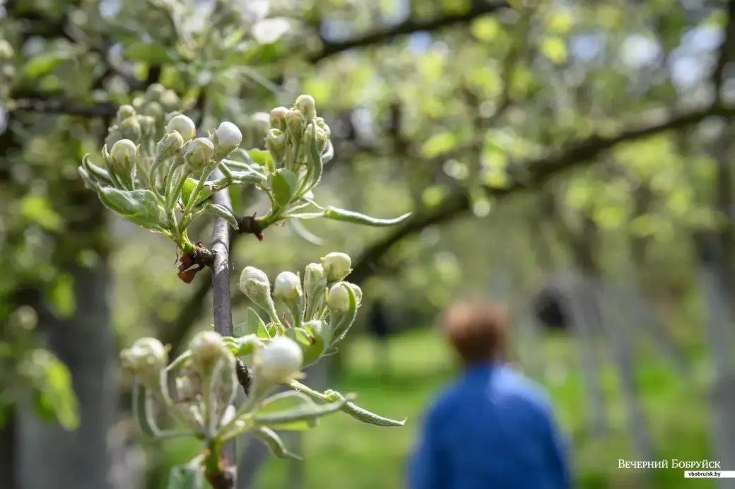 11.05.2022. Телушский сельский Совет. Евгений Михайлович и Валентина Александровна Демковы растят сад в деревне Телуша