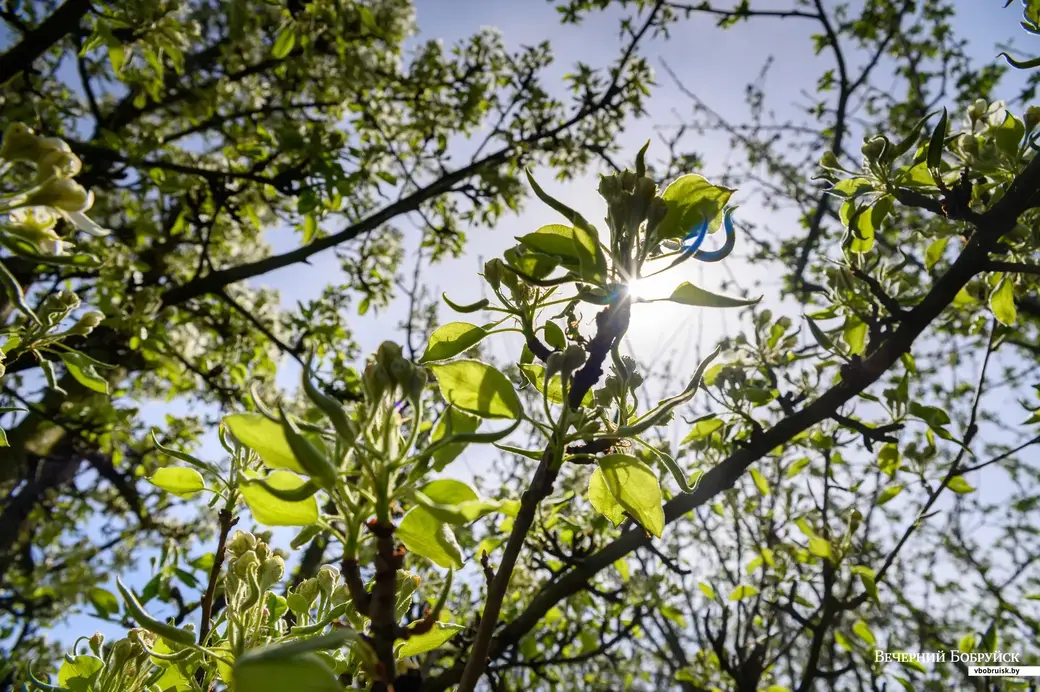11.05.2022. Телушский сельский Совет. Евгений Михайлович и Валентина Александровна Демковы растят сад в деревне Телуша