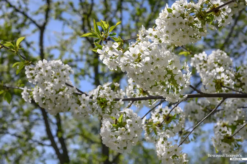 11.05.2022. Телушский сельский Совет. Евгений Михайлович и Валентина Александровна Демковы растят сад в деревне Телуша