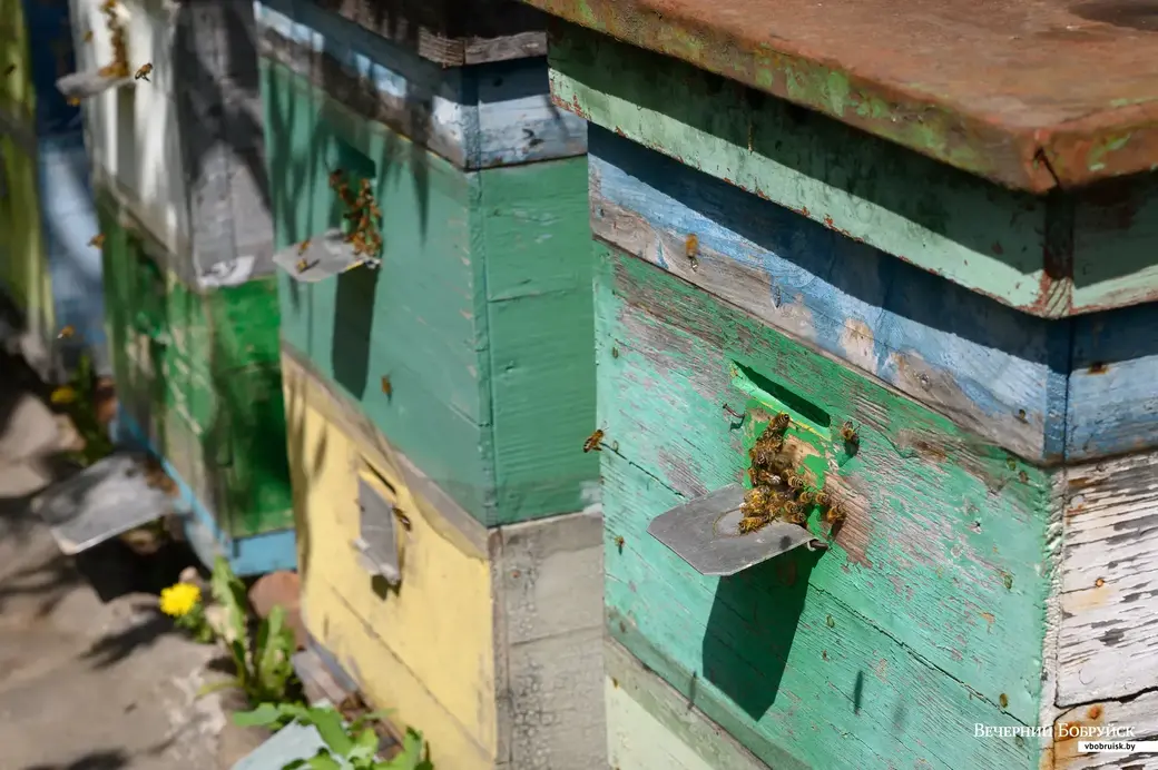 11.05.2022. Телушский сельский Совет. Евгений Михайлович и Валентина Александровна Демковы растят сад в деревне Телуша