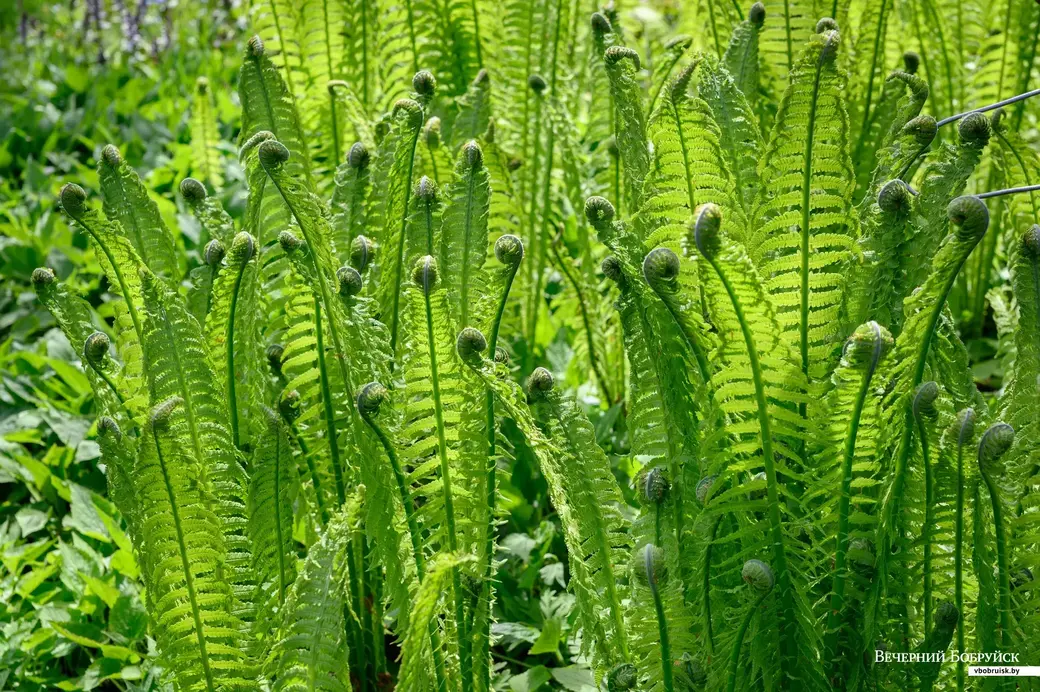 11.05.2022. Телушский сельский Совет. Евгений Михайлович и Валентина Александровна Демковы растят сад в деревне Телуша