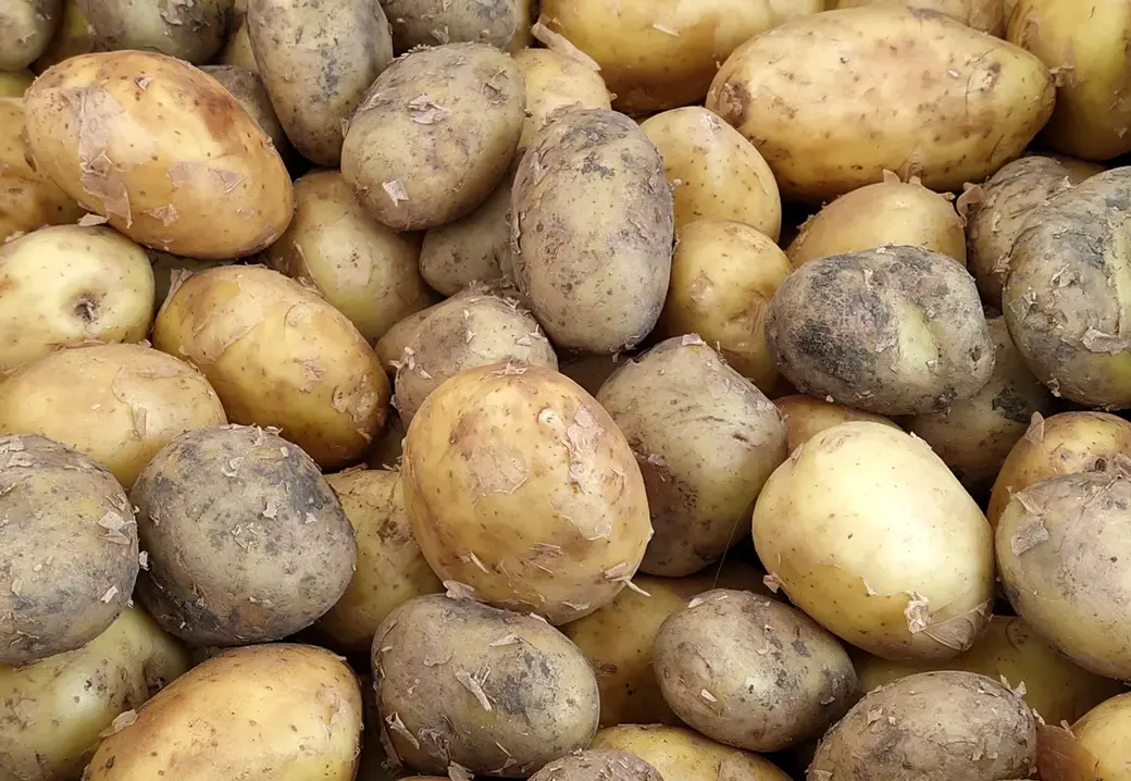 Картофель ранний. Гребеневский рынок. Могилев, май 2022 год.