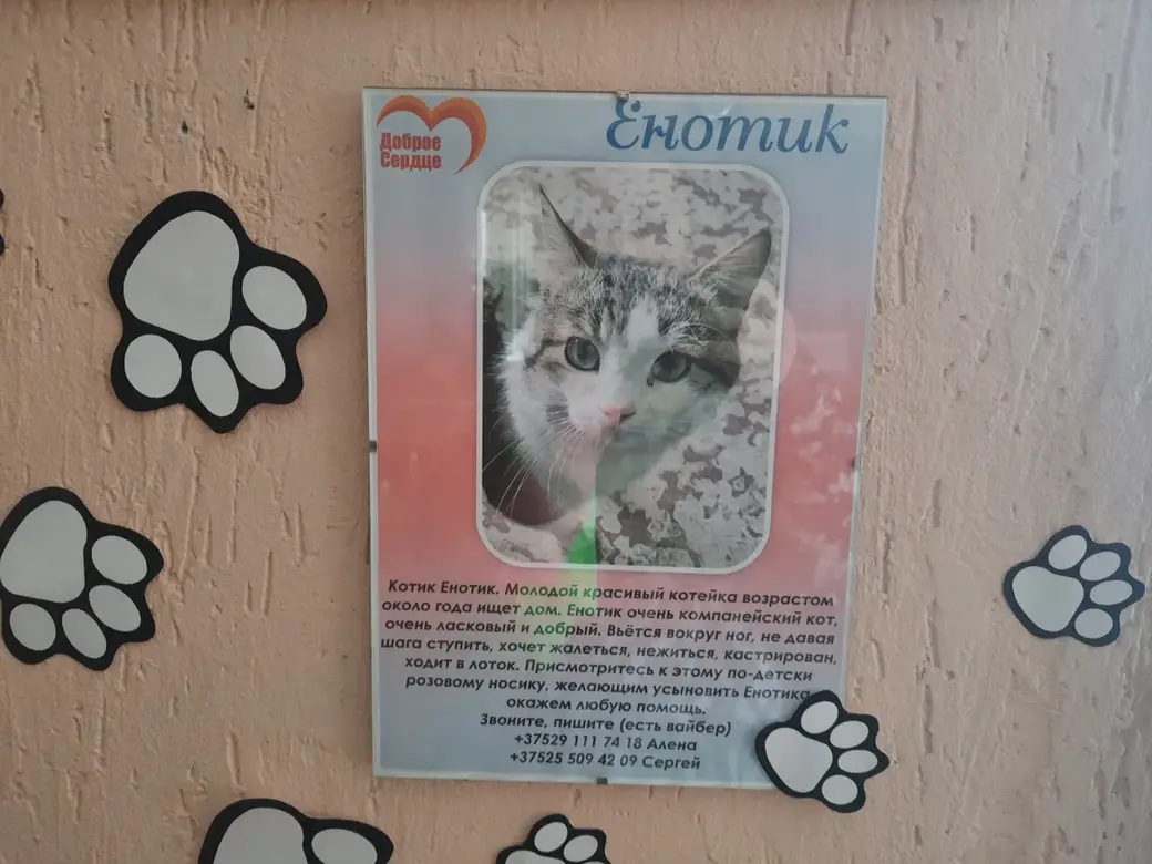 Май 2022 г. Могилев, Могилевская городская библиотека К.Маркса. На фото есть полная информации о бездомном коте Енотике. Так же выглядят и другие снимки