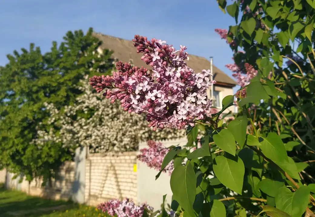 Поселок Луполова Могилева. Май, 2022 год.
