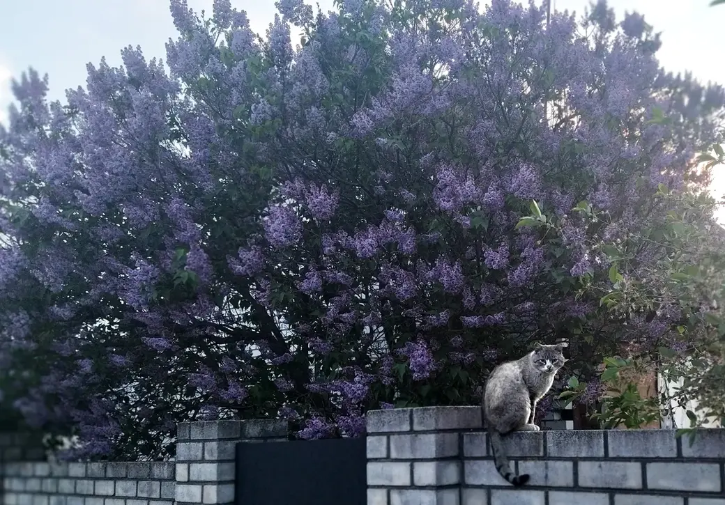 Поселок Луполова Могилева. Май, 2022 год.