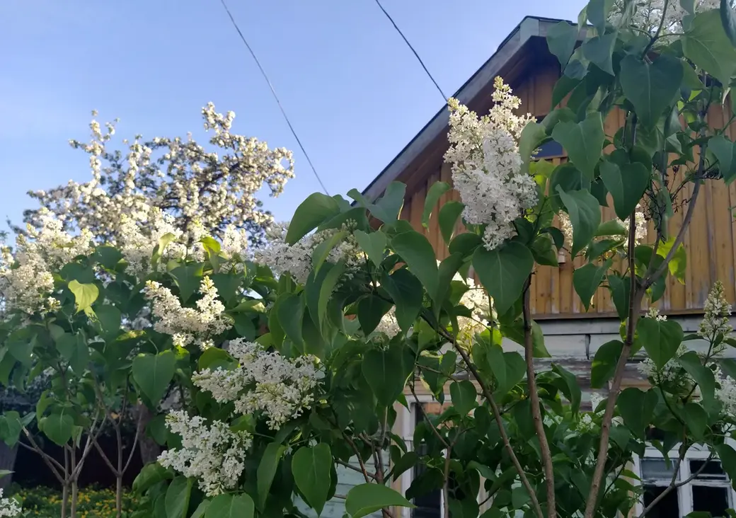 Поселок Луполова Могилева. Май, 2022 год.