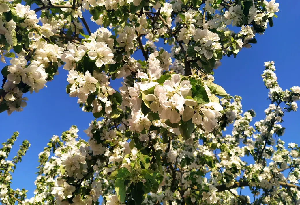 Поселок Луполова Могилева. Май, 2022 год.