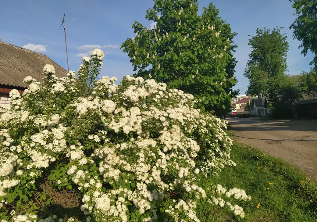 Поселок Луполова Могилева. Май, 2022 год.