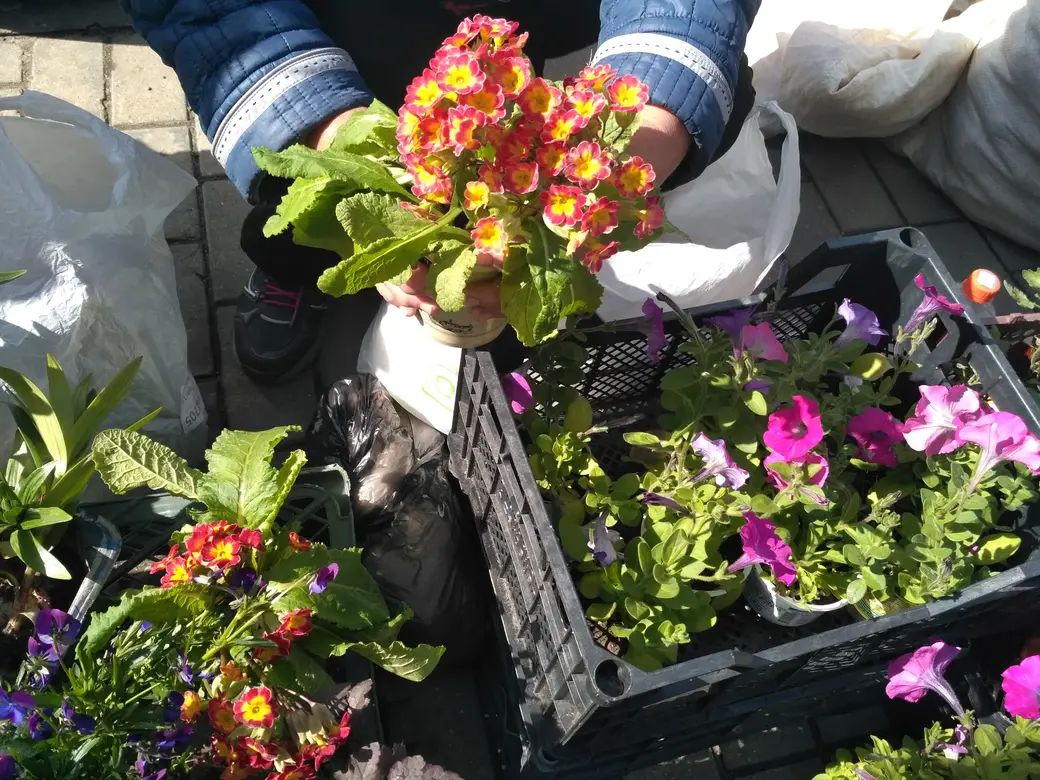 Бойкая торговля рассадой идет на всех рынках Могилева: Центральном, Привокзальном и по улице Островского. 20.05.2022 г.