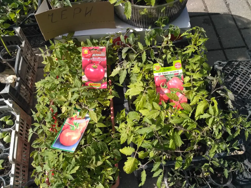 Бойкая торговля рассадой идет на всех рынках Могилева: Центральном, Привокзальном и по улице Островского. 20.05.2022 г.