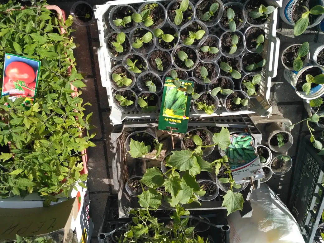 Бойкая торговля рассадой идет на всех рынках Могилева: Центральном, Привокзальном и по улице Островского. 20.05.2022 г.