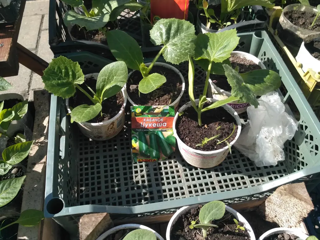 Бойкая торговля рассадой идет на всех рынках Могилева: Центральном, Привокзальном и по улице Островского. 20.05.2022 г.