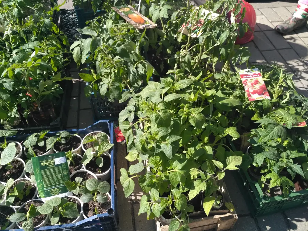 Бойкая торговля рассадой идет на всех рынках Могилева: Центральном, Привокзальном и по улице Островского. 20.05.2022 г.