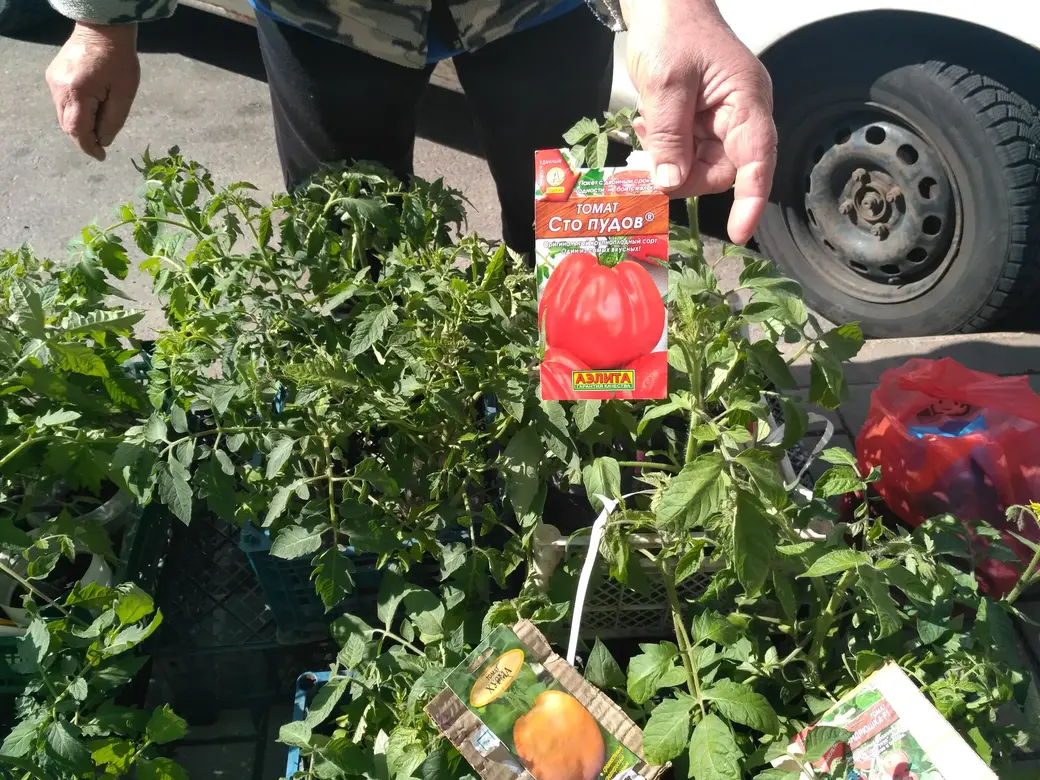 Бойкая торговля рассадой идет на всех рынках Могилева: Центральном, Привокзальном и по улице Островского. 20.05.2022 г.