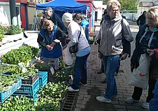 Что почем? Приценились к рассаде на рынках Могилева