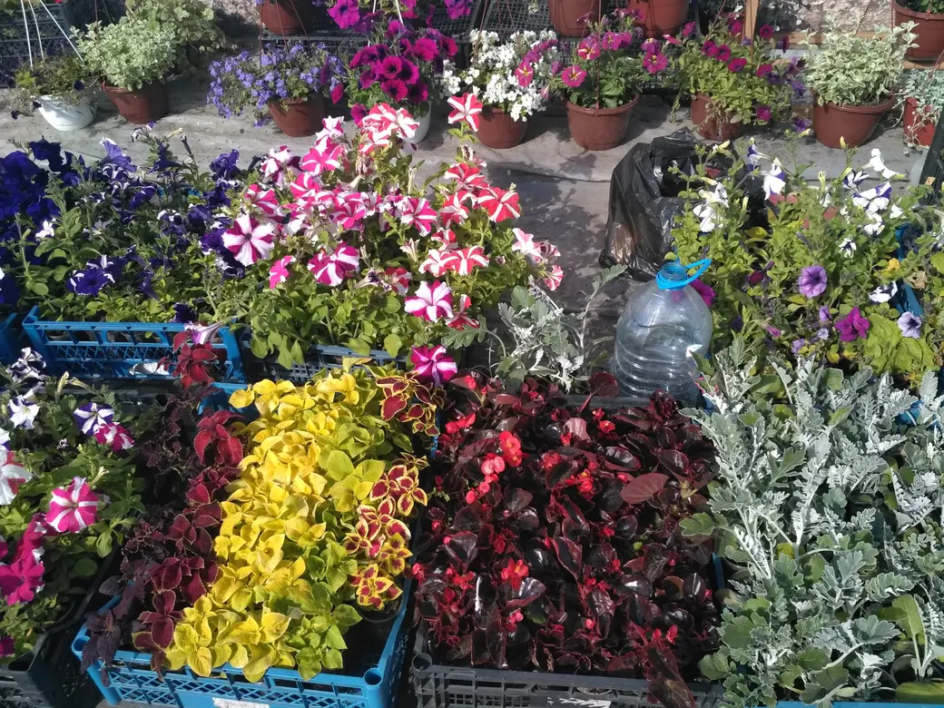 Бойкая торговля рассадой идет на всех рынках Могилева: Центральном, Привокзальном и по улице Островского. 20.05.2022 г.