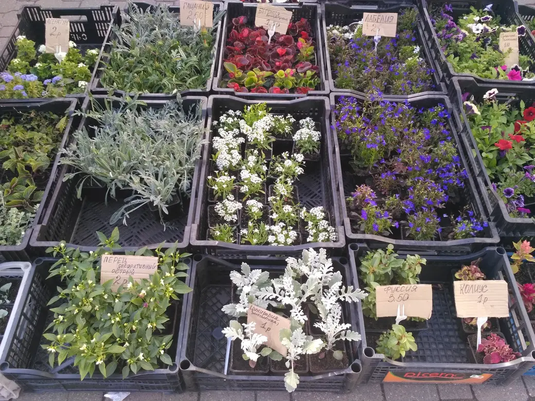 Бойкая торговля рассадой идет на всех рынках Могилева: Центральном, Привокзальном и по улице Островского. 20.05.2022 г.