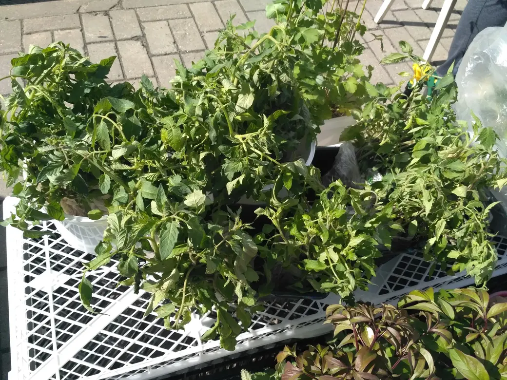 Бойкая торговля рассадой идет на всех рынках Могилева: Центральном, Привокзальном и по улице Островского. 20.05.2022 г.