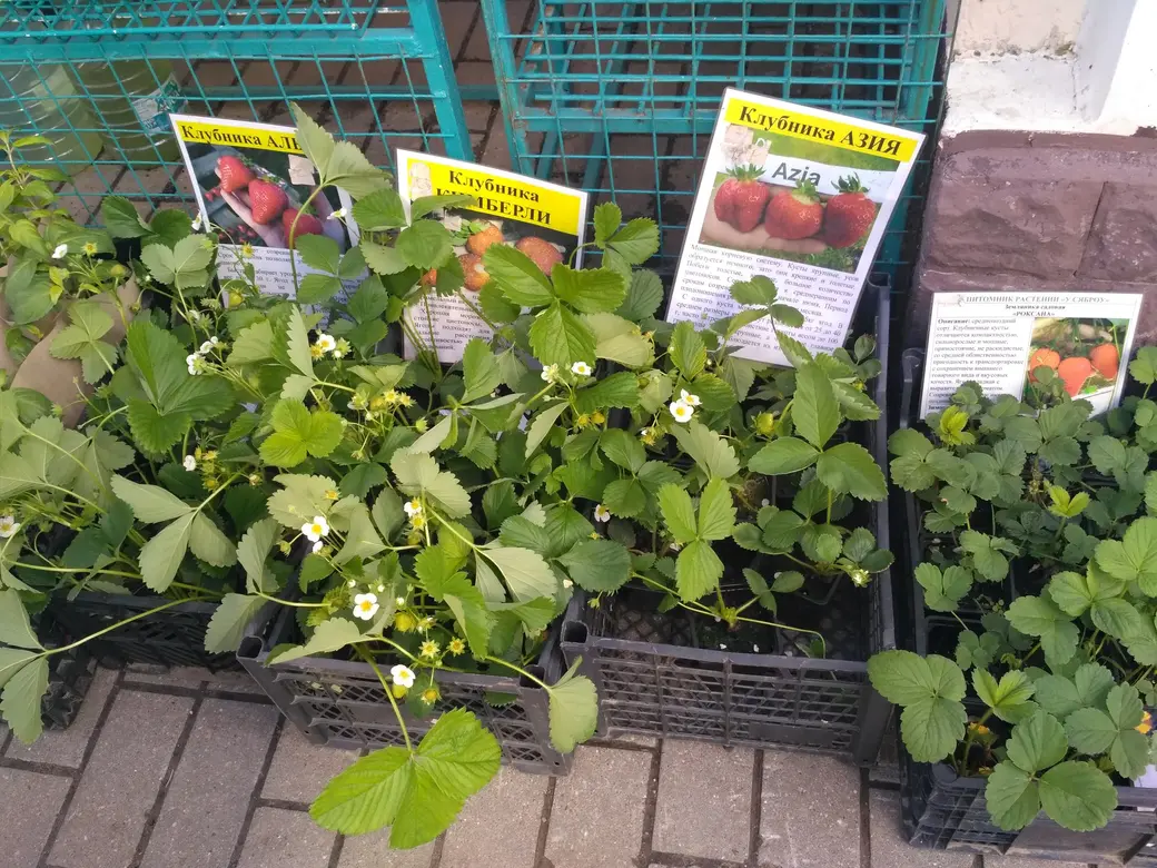 Бойкая торговля рассадой идет на всех рынках Могилева: Центральном, Привокзальном и по улице Островского. 20.05.2022 г.