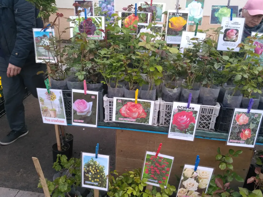 Бойкая торговля рассадой идет на всех рынках Могилева: Центральном, Привокзальном и по улице Островского. 20.05.2022 г.