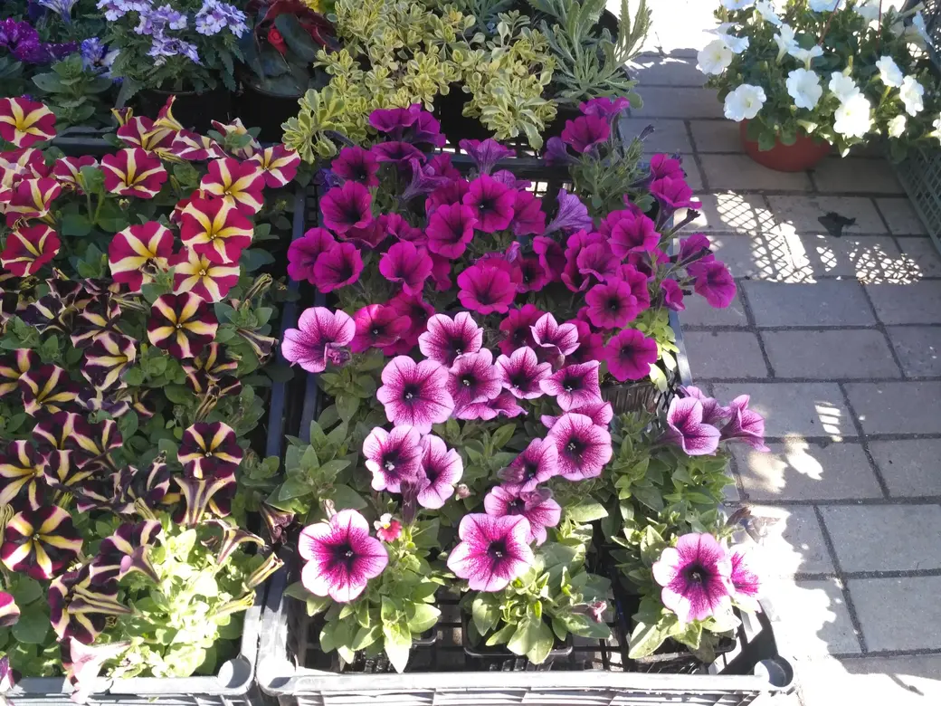 Бойкая торговля рассадой идет на всех рынках Могилева: Центральном, Привокзальном и по улице Островского. 20.05.2022 г.