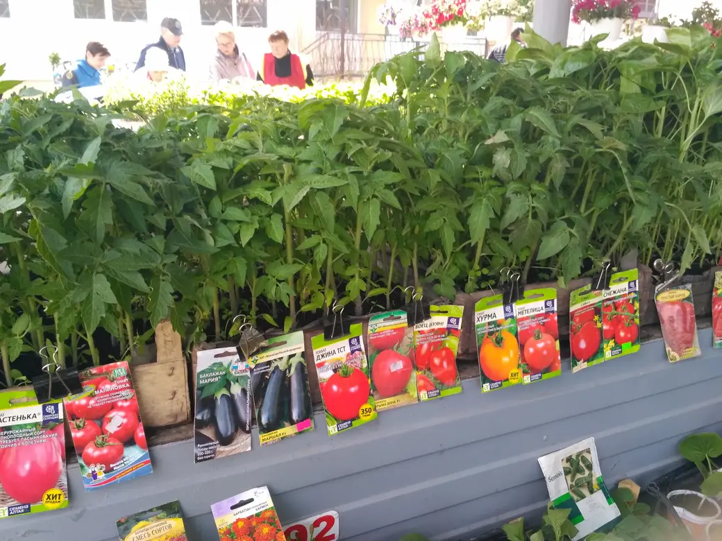 Бойкая торговля рассадой идет на всех рынках Могилева: Центральном, Привокзальном и по улице Островского. 20.05.2022 г.