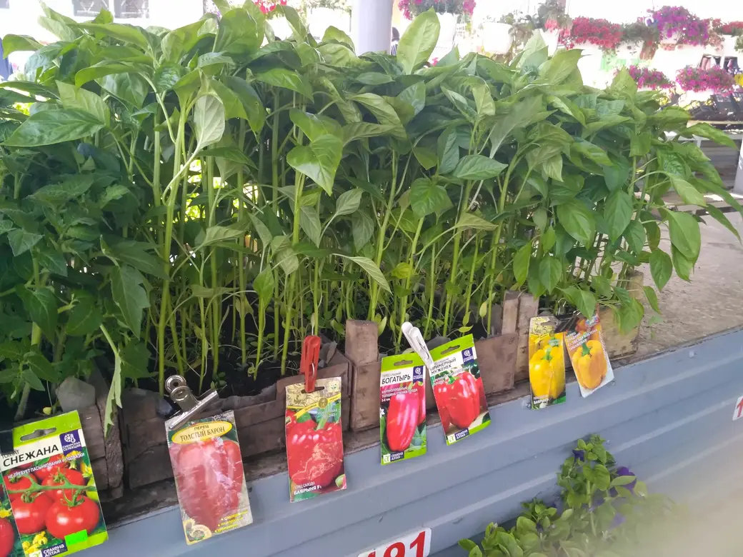 Бойкая торговля рассадой идет на всех рынках Могилева: Центральном, Привокзальном и по улице Островского. 20.05.2022 г.