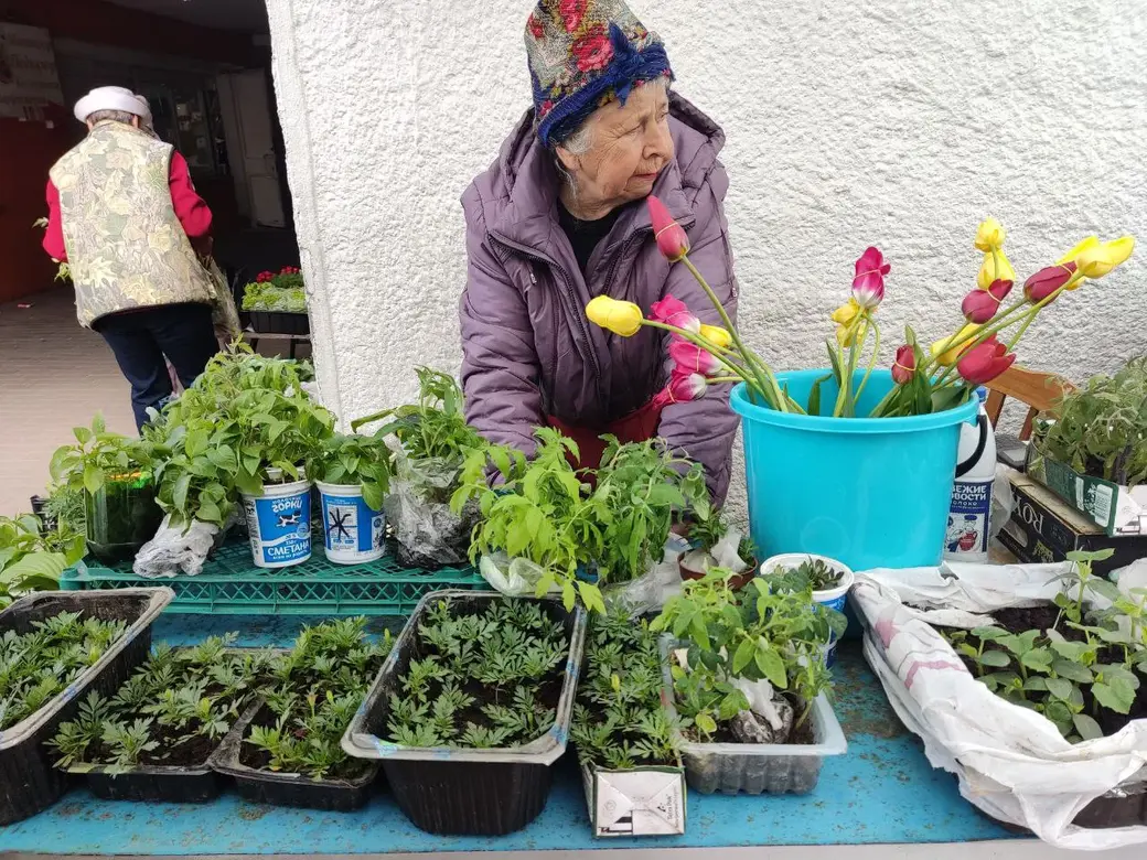 Бойкая торговля рассадой идет на всех рынках Могилева: Центральном, Привокзальном и по улице Островского. 20.05.2022 г.