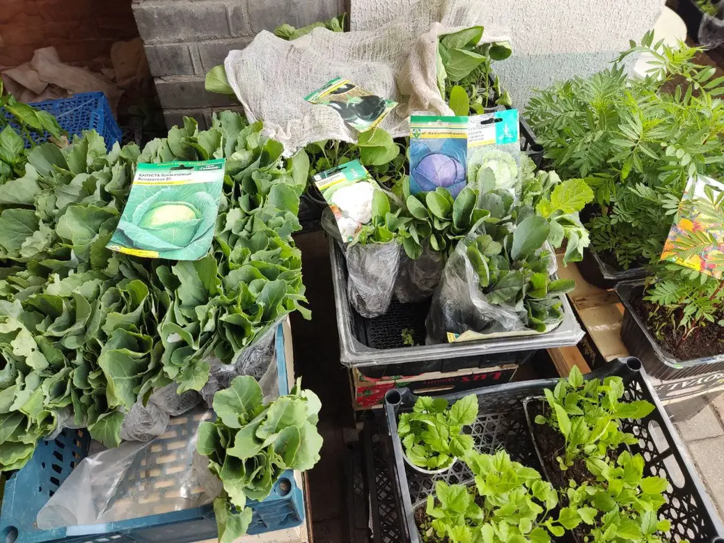 Бойкая торговля рассадой идет на всех рынках Могилева: Центральном, Привокзальном и по улице Островского. 20.05.2022 г.