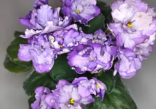 «Хочется, чтобы дома всегда была красота». Бобруйчанка – о своей коллекции фиалок