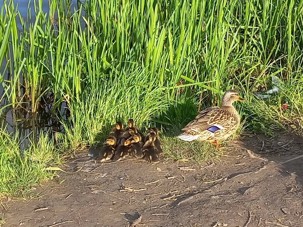 Пашковское озеро. 01.06.2022 г.