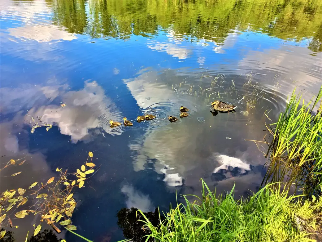 Пашковское озеро. 01.06.2022 г.