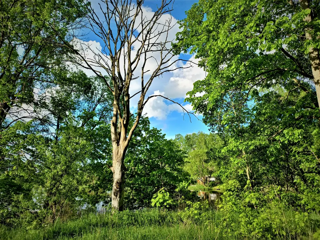 У Пашковского озера. 01.06.2022 г.