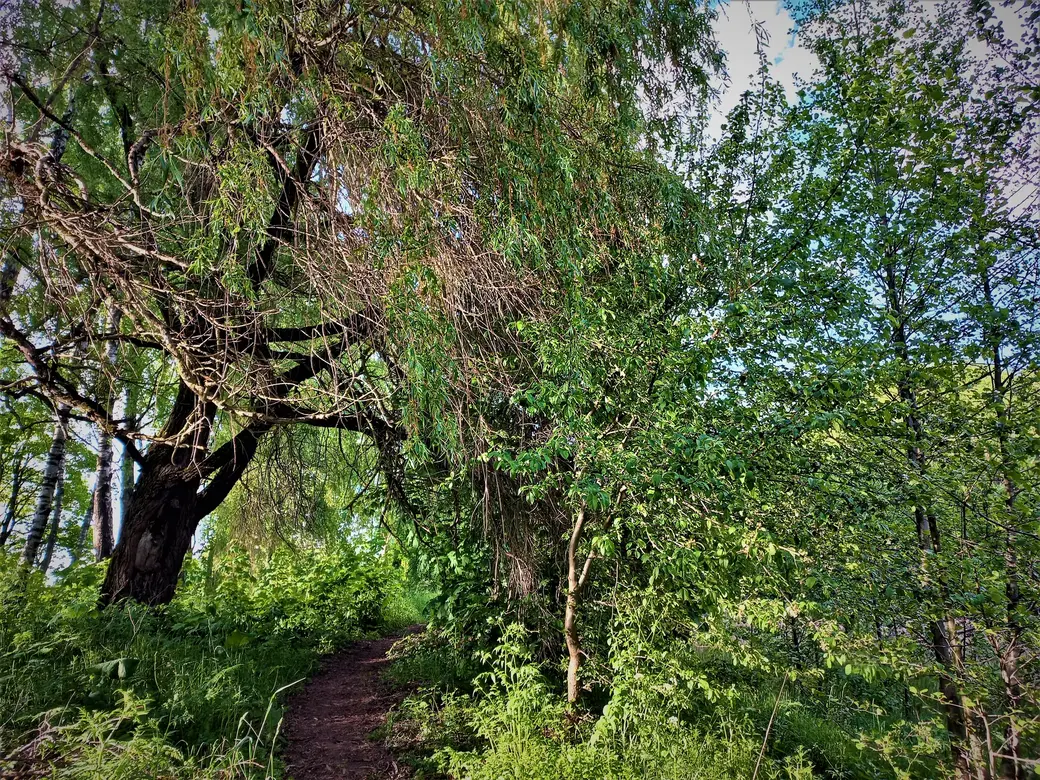 У Пашковского озера. 01.06.2022 г.