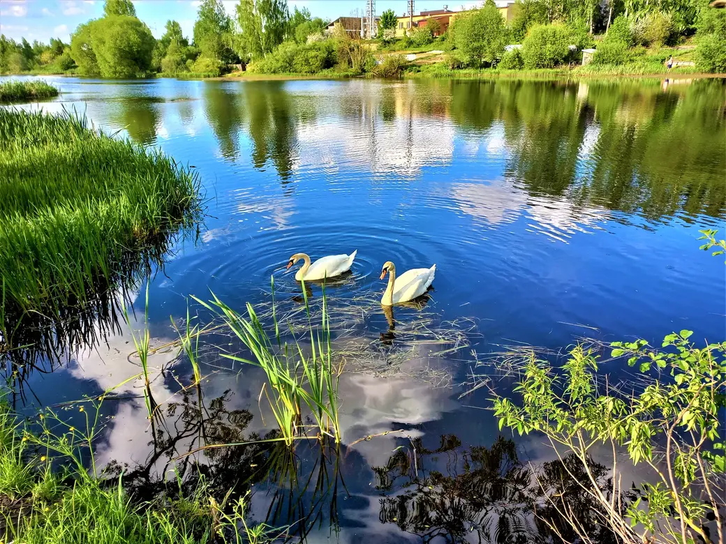 Пашковское озеро. 01.06.2022 г.