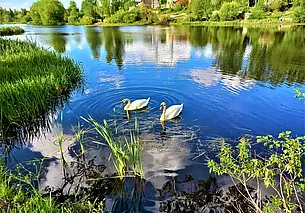 Лебединая верность, или Несколько иллюстраций из жизни птиц и людей