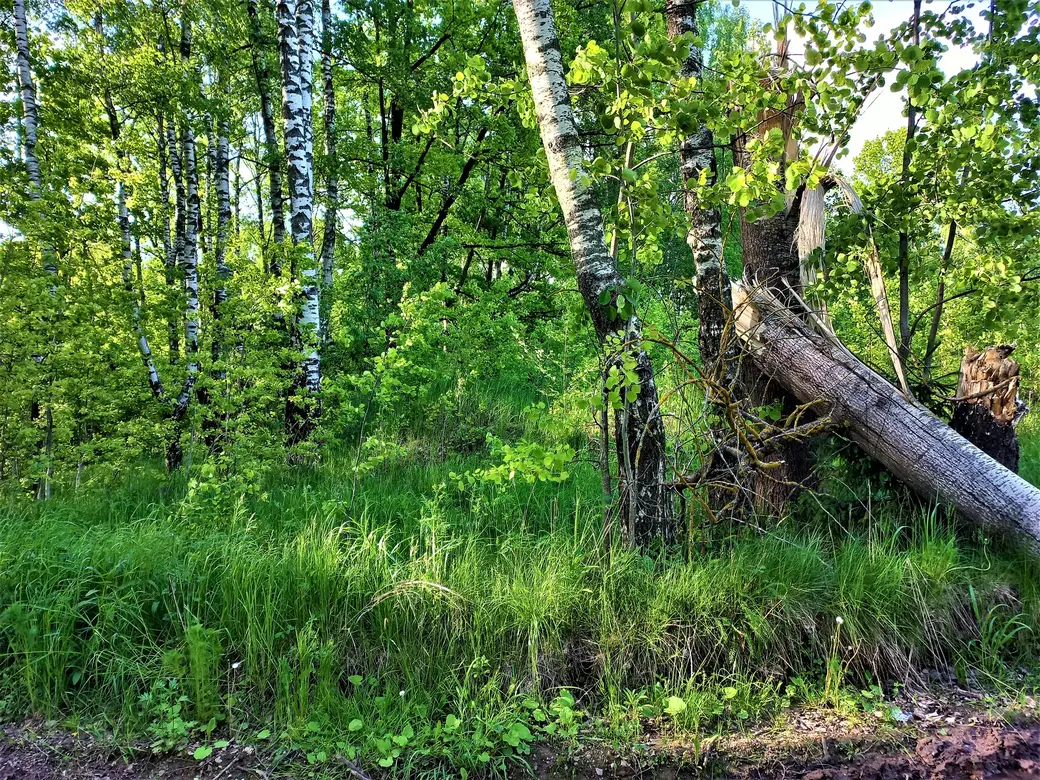 Дорога к Пашковскому озеру. 01.06.2022 г.