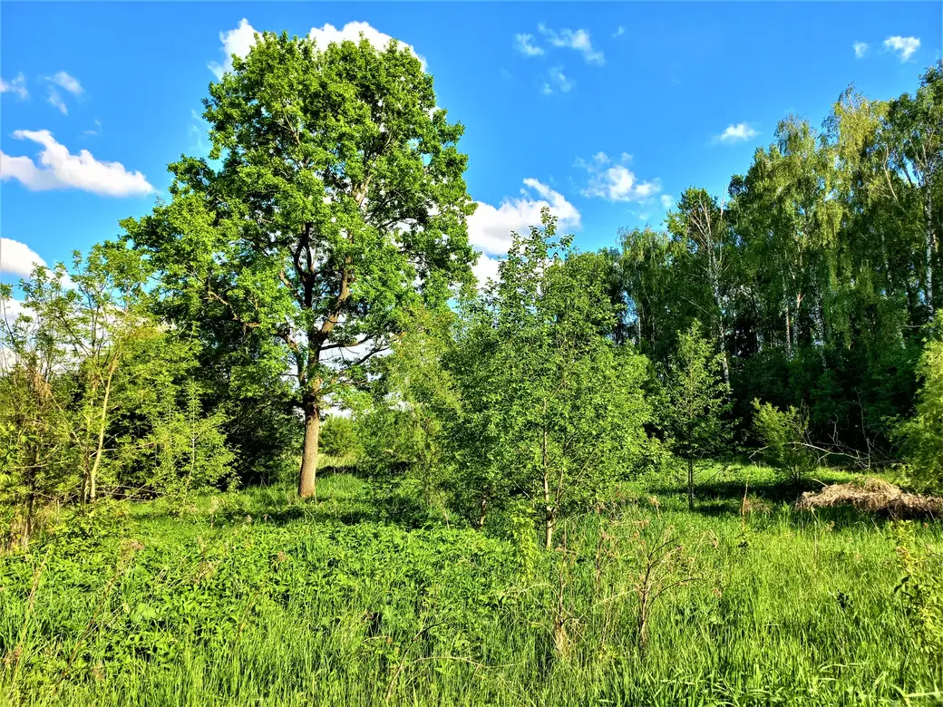 Дорога к Пашковскому озеру. 01.06.2022 г.