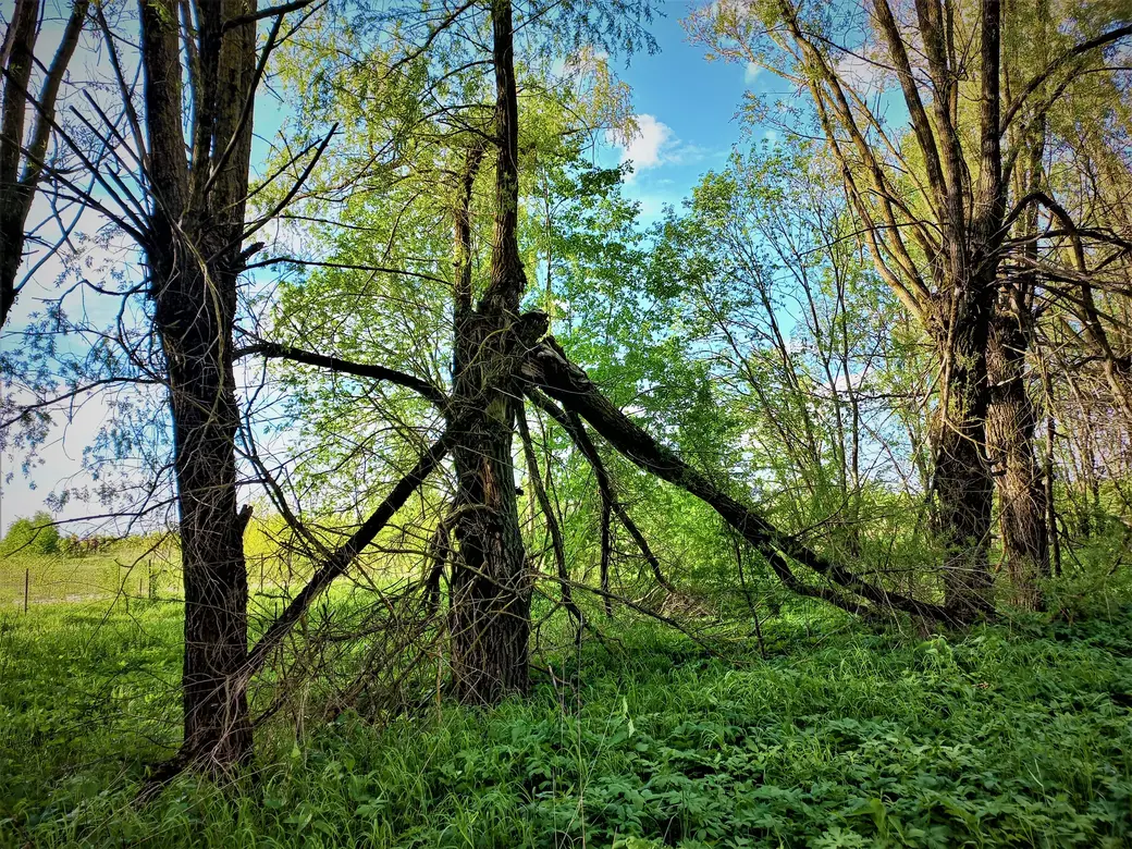 Дорога к Пашковскому озеру. 01.06.2022 г.