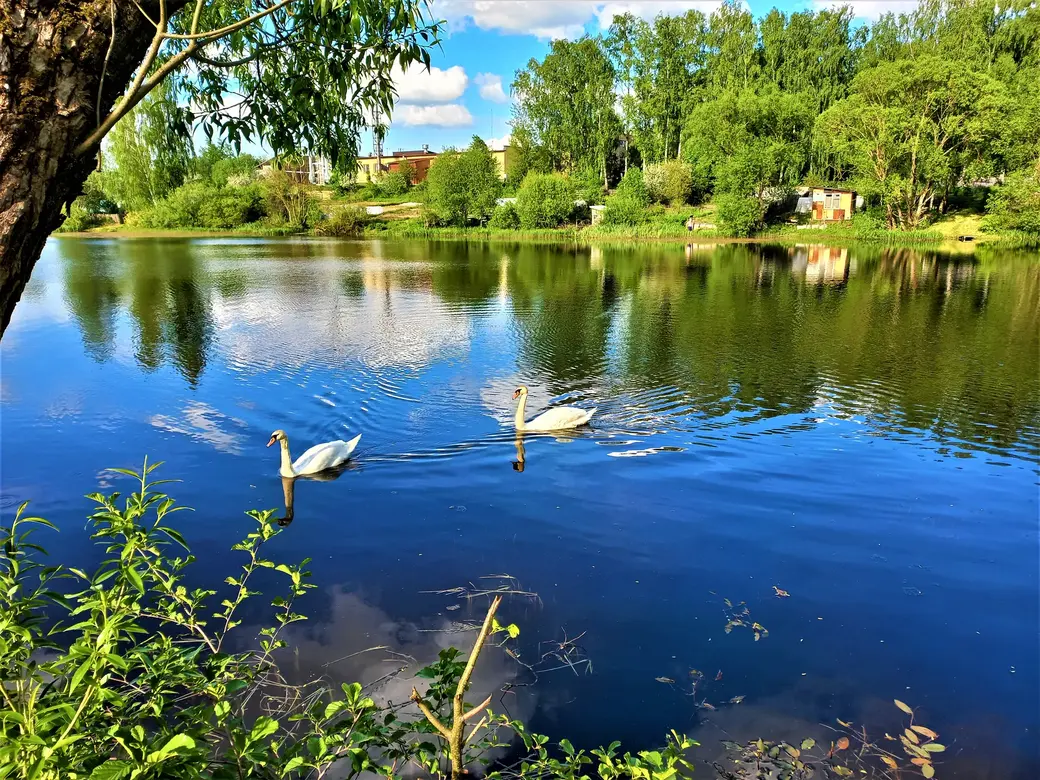 Пашковское озеро. 01.06.2022 г.