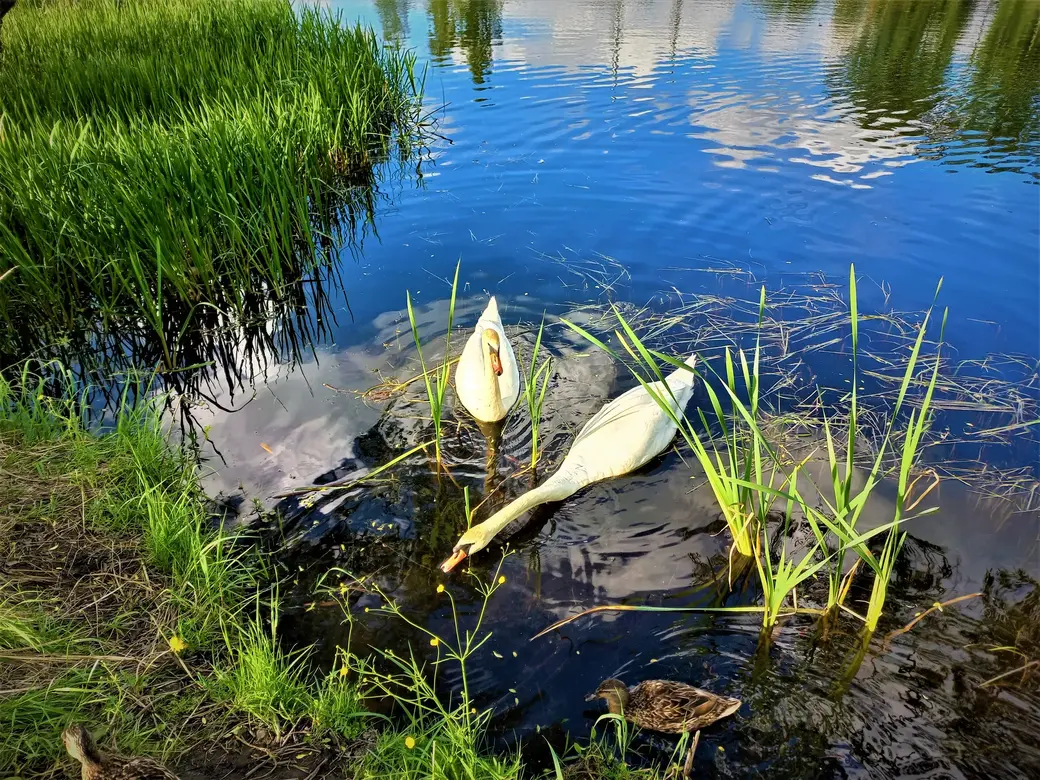 Пашковское озеро. 01.06.2022 г.
