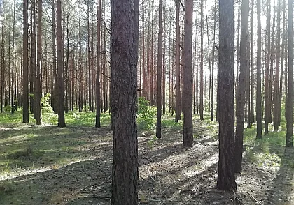 Лес больше не шумит, или Кто спонсирует жуков-короедов?