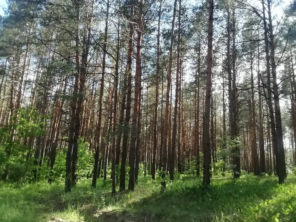 Лес больше не шумит, или Кто спонсирует жуков-короедов? Фото автора