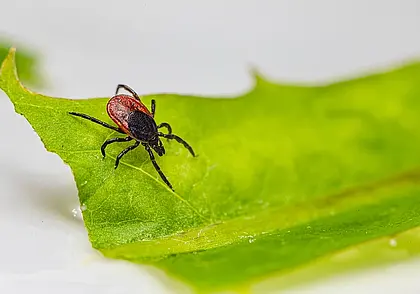 С деревьев не прыгают, чеснока не боятся: 6 популярных мифов о клещах развеял врач