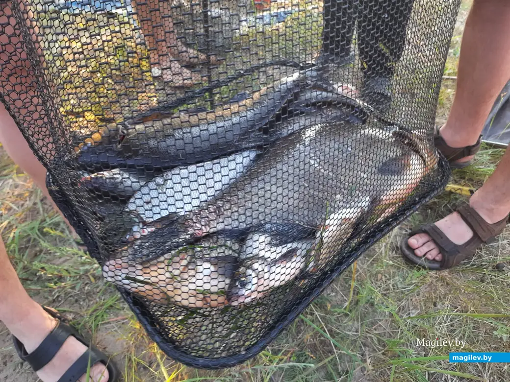 11 июня 2022 года. Суточный тандем по спортивному лову рыбы фидером на реке Березина.