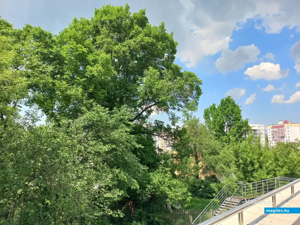 Новое дерево Сергея Лосихина у волшебной лестницы на Дубровенке. Могилев, июнь 2022 года.