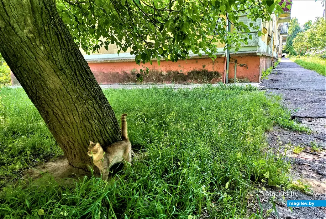 Возле дома Валерия Каткова даже коты мяукают как-то по-особому, более музыкально, чем в других районах города. Могилев, Менжинка. 20.06.2022 года.